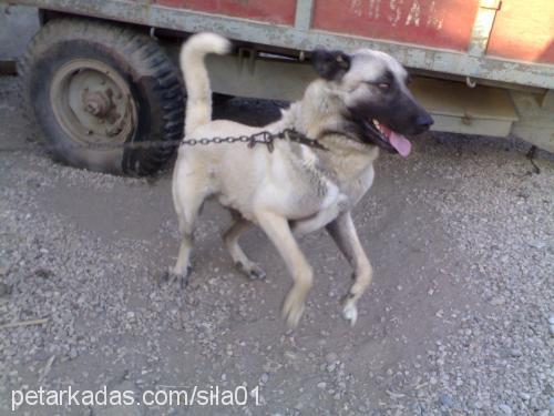 karabaş Erkek Kangal