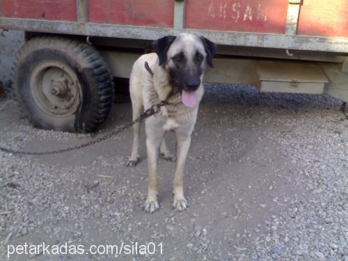 karabaş Erkek Kangal