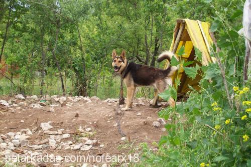 paşa Erkek Alman Çoban Köpeği