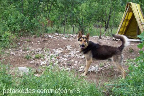 paşa Erkek Alman Çoban Köpeği