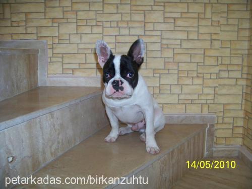 zühtü Erkek Fransız Bulldog