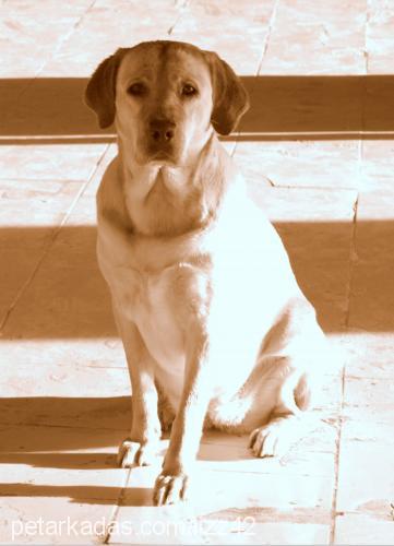 maya Dişi Labrador Retriever