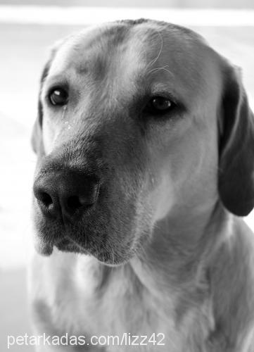 maya Dişi Labrador Retriever