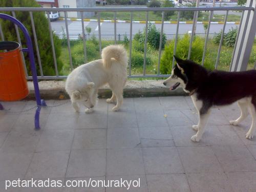 ıce Dişi Samoyed