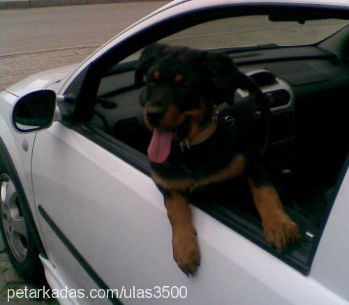 reşha Dişi Rottweiler