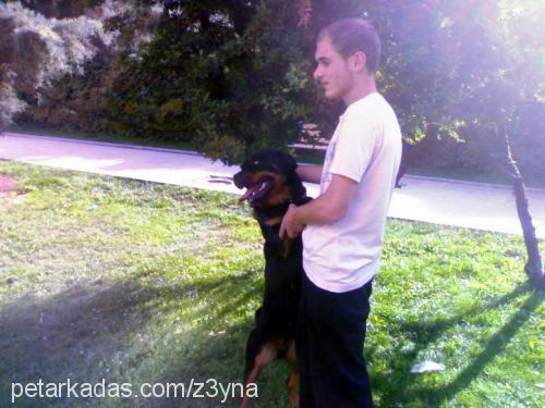 z3yna Dişi Rottweiler