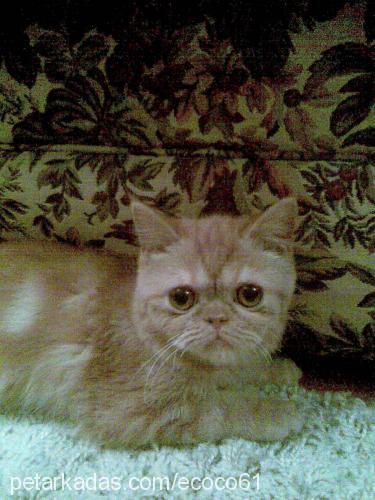 gumbi Dişi Exotic Shorthair