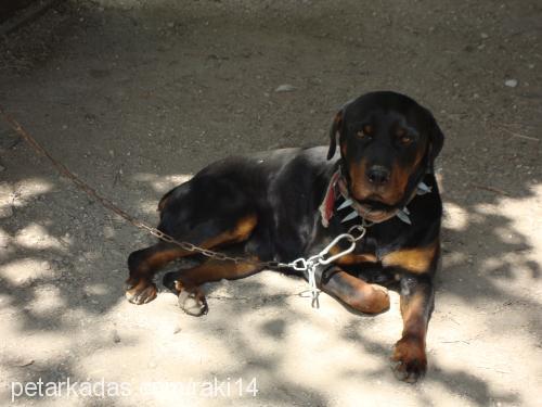 pulsar Dişi Rottweiler