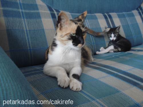 Çiçek Dişi American Wirehair