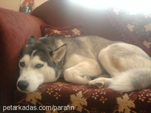 daisy Dişi Sibirya Kurdu (Husky)