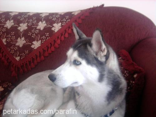 daisy Dişi Sibirya Kurdu (Husky)