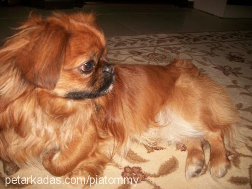 tommy Erkek Tibetli Spaniel