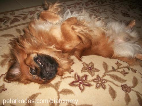 tommy Erkek Tibetli Spaniel