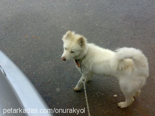 ıce Dişi Samoyed