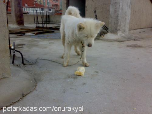 ıce Dişi Samoyed