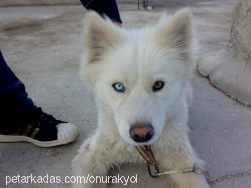 ıce Dişi Samoyed