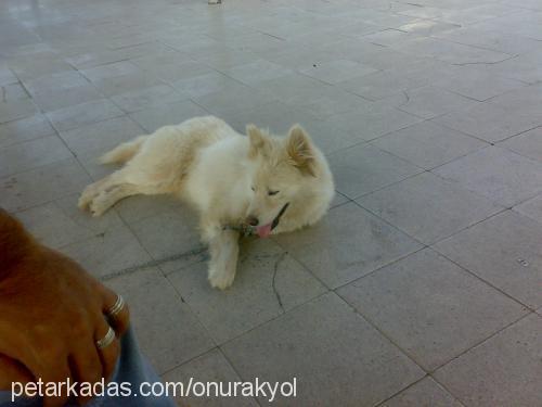 ıce Dişi Samoyed