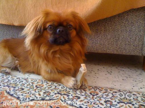 tommy Erkek Tibetli Spaniel