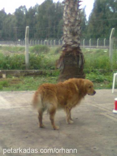 pan Erkek Golden Retriever