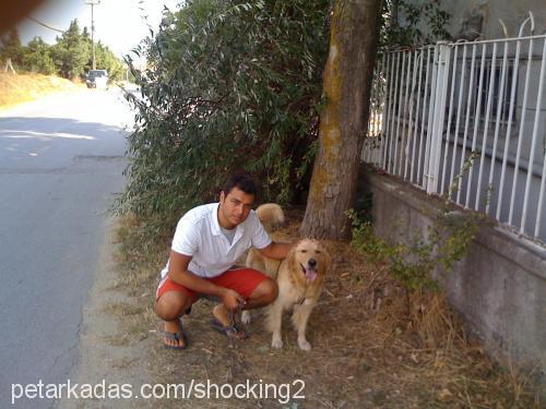 badi Erkek Golden Retriever