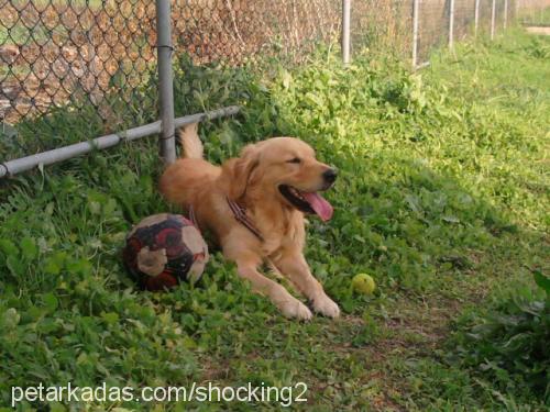 badi Erkek Golden Retriever