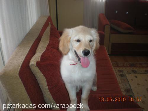 bibeeer Erkek Golden Retriever