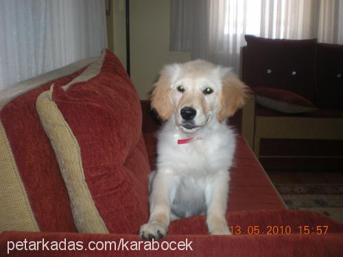 bibeeer Erkek Golden Retriever