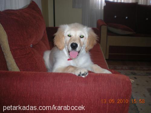 bibeeer Erkek Golden Retriever