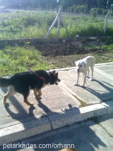 beylıs Dişi Golden Retriever