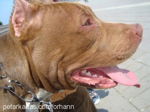 kral Erkek Amerikan Staffordshire Terrier