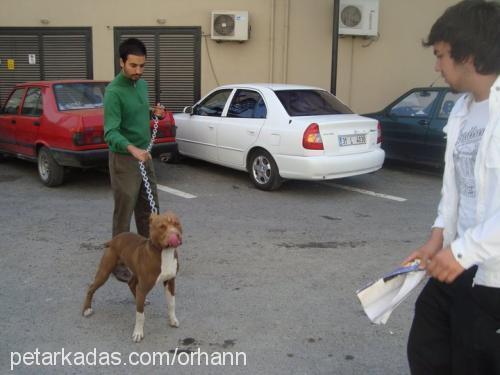 kral Erkek Amerikan Staffordshire Terrier