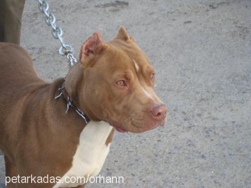 kral Erkek Amerikan Staffordshire Terrier