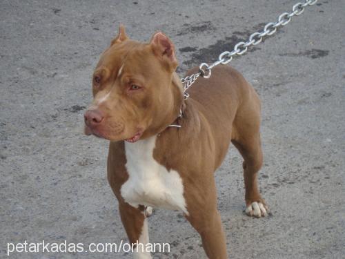 kral Erkek Amerikan Staffordshire Terrier