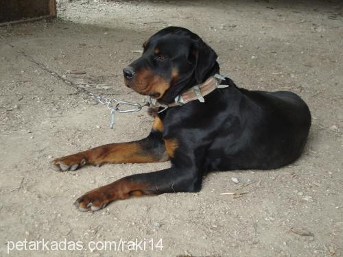 pulsar Dişi Rottweiler