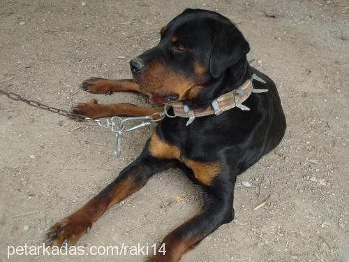 pulsar Dişi Rottweiler