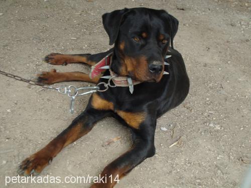 pulsar Dişi Rottweiler