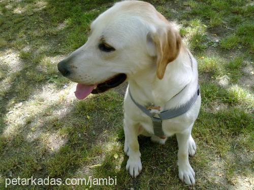 jambi Erkek Labrador Retriever