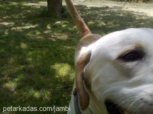 jambi Erkek Labrador Retriever