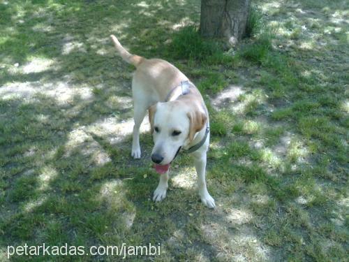 jambi Erkek Labrador Retriever