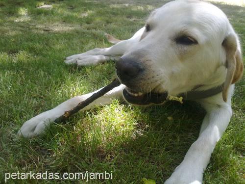 jambi Erkek Labrador Retriever