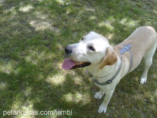 jambi Erkek Labrador Retriever