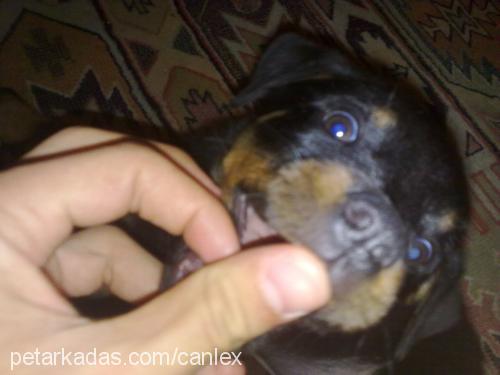 lex Dişi Rottweiler