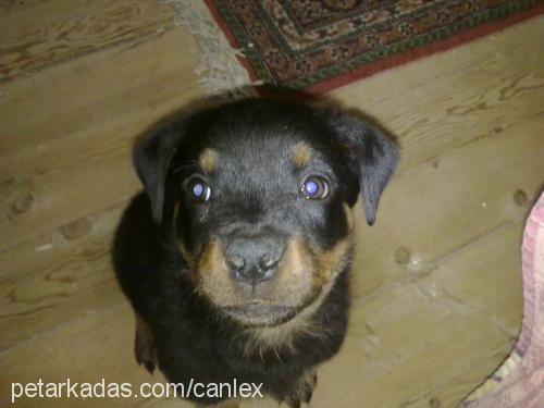 lex Dişi Rottweiler