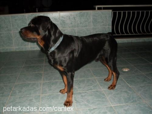 lex Dişi Rottweiler