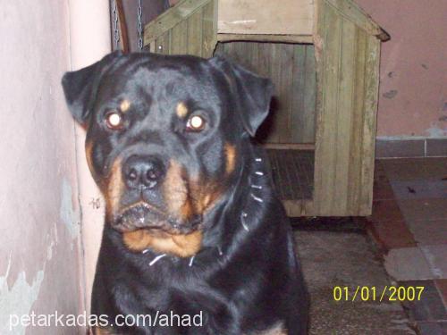 tazz Erkek Rottweiler