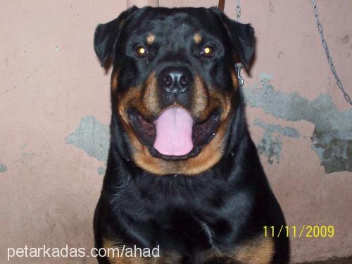 tazz Erkek Rottweiler