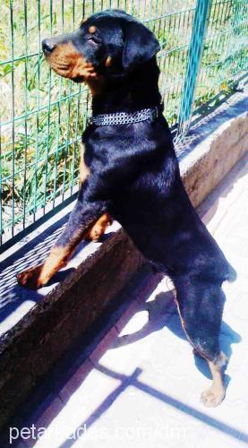 duman Erkek Rottweiler