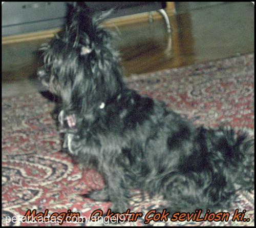 leydi Dişi Cairn Terrier