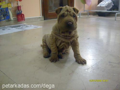 Şarp Dişi Çin Shar-Pei