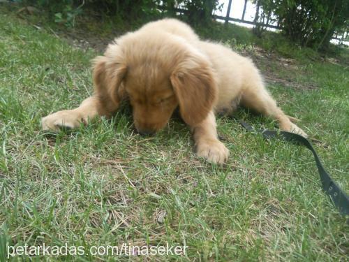 tina Dişi Golden Retriever